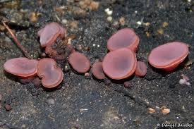 Attēlu rezultāti vaicājumam “Ascocoryne cylichnium”