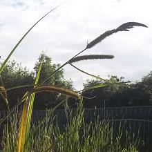 Attēlu rezultāti vaicājumam “Carex acutiformis leaf”