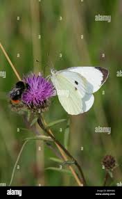 Attēlu rezultāti vaicājumam “Pieris brassicae male”