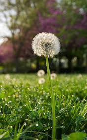 Image result for diente de leon