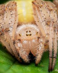 Attēlu rezultāti vaicājumam “Araneus quadratus female”