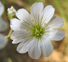 Attēlu rezultāti vaicājumam “Oenothera rubricauli flower”