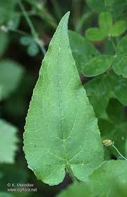 Attēlu rezultāti vaicājumam “Campanula rapunculoides leaf”