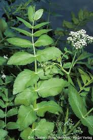 Attēlu rezultāti vaicājumam “Berula erecta leaf”