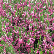Attēlu rezultāti vaicājumam “Calluna vulgaris flower”