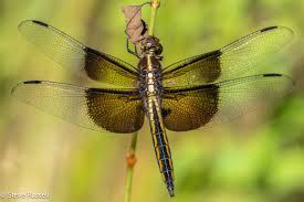 Attēlu rezultāti vaicājumam “Lycogala convexum young”