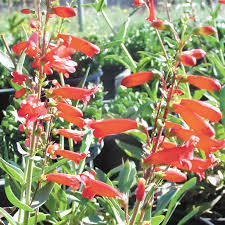 Image result for Penstemon