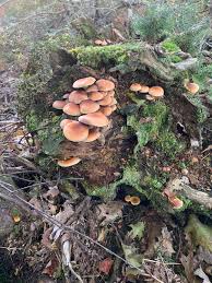 Attēlu rezultāti vaicājumam “Hypholoma sp.”