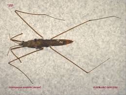 Attēlu rezultāti vaicājumam “Gerridae imago”