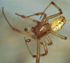 Attēlu rezultāti vaicājumam “Phylloneta sp.”