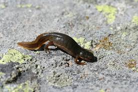 Attēlu rezultāti vaicājumam “Triturus vulgaris female”