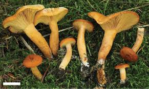 Attēlu rezultāti vaicājumam “Lactarius repraesentaneus”