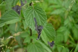 Attēlu rezultāti vaicājumam “Urtica urens leaf”