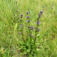 Attēlu rezultāti vaicājumam “Swertia perennis leaf”