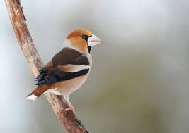 Attēlu rezultāti vaicājumam “Coccothraustes coccothraustes adult”