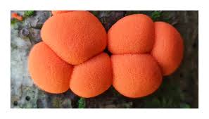 Attēlu rezultāti vaicājumam “Lycogala melleum”