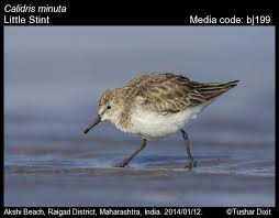 Attēlu rezultāti vaicājumam “Calidris minuta”