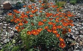 Attēlu rezultāti vaicājumam “Helianthemum nummularium”