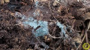 Attēlu rezultāti vaicājumam “Byssocorticium atrovirens”