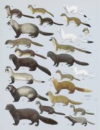 Attēlu rezultāti vaicājumam “Mustela nivalis adult”