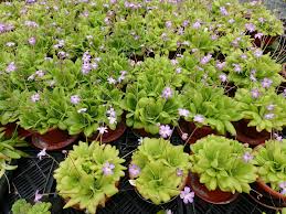 Attēlu rezultāti vaicājumam “Pinguicula alpina”