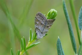 Attēlu rezultāti vaicājumam “Nola aerugula”