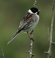 Attēlu rezultāti vaicājumam “Emberiza schoeniclus”