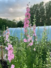 Image result for Delphinium consolida