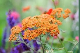 Attēlu rezultāti vaicājumam “Achillea salicifolia flower”