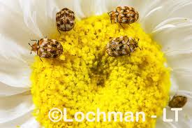 Attēlu rezultāti vaicājumam “Anthrenus verbasci”