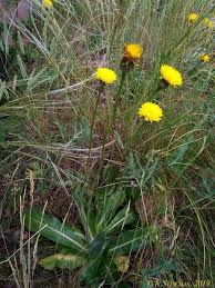Attēlu rezultāti vaicājumam “Hypochaeris maculata leaf”