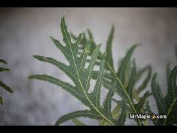 Attēlu rezultāti vaicājumam “Quercus robur fo. pectinata”