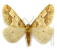 Attēlu rezultāti vaicājumam “Erannis defoliaria larva”