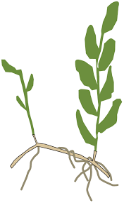 Attēlu rezultāti vaicājumam “Potamogeton perfoliatus fruit”