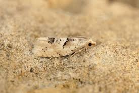 Attēlu rezultāti vaicājumam “Epinotia bilunana”