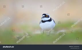 Attēlu rezultāti vaicājumam “Charadrius dubius”