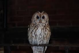 Attēlu rezultāti vaicājumam “Strix aluco female”