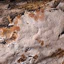 Attēlu rezultāti vaicājumam “Elmerina caryae”