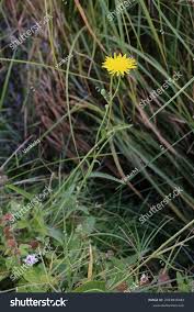 Attēlu rezultāti vaicājumam “Sonchus arvensis subsp. uliginosus bud”