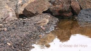 Image result for Bucanetes githagineus