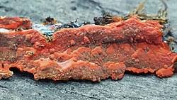 Attēlu rezultāti vaicājumam “Phlebia serialis”