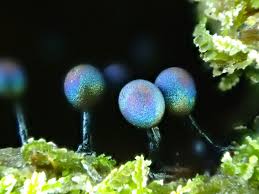 Attēlu rezultāti vaicājumam “Lamproderma debile sessile”