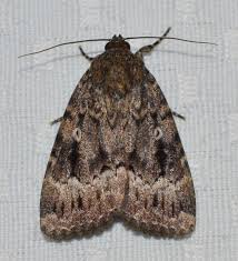 Attēlu rezultāti vaicājumam “Amphipyra”