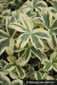 Attēlu rezultāti vaicājumam “Astrantia major leaf”