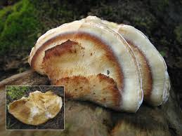 Attēlu rezultāti vaicājumam “Postia fragilis”