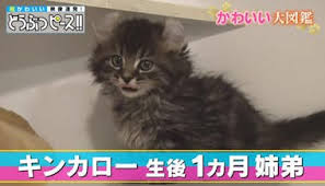 猫次郎o에 대한 이미지 검색결과