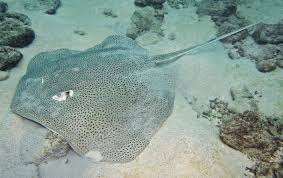 Image result for Himantura uarnak