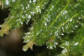 Attēlu rezultāti vaicājumam “Plagiothecium denticulatum”