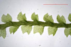 Attēlu rezultāti vaicājumam “Lophozia ventricosa”