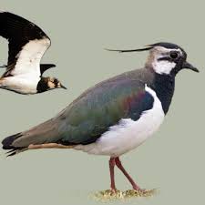 Attēlu rezultāti vaicājumam “Vanellus vanellus”